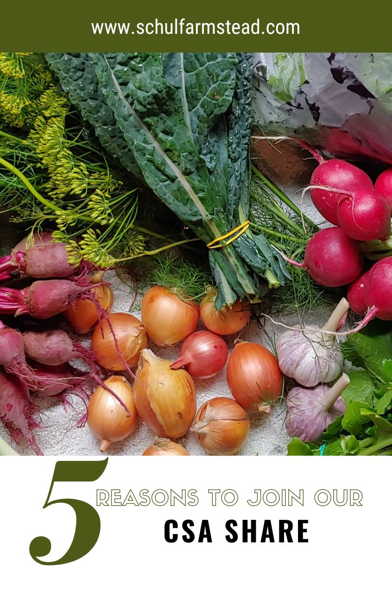 5 Reasons to Join our CSA&nbsp;Share