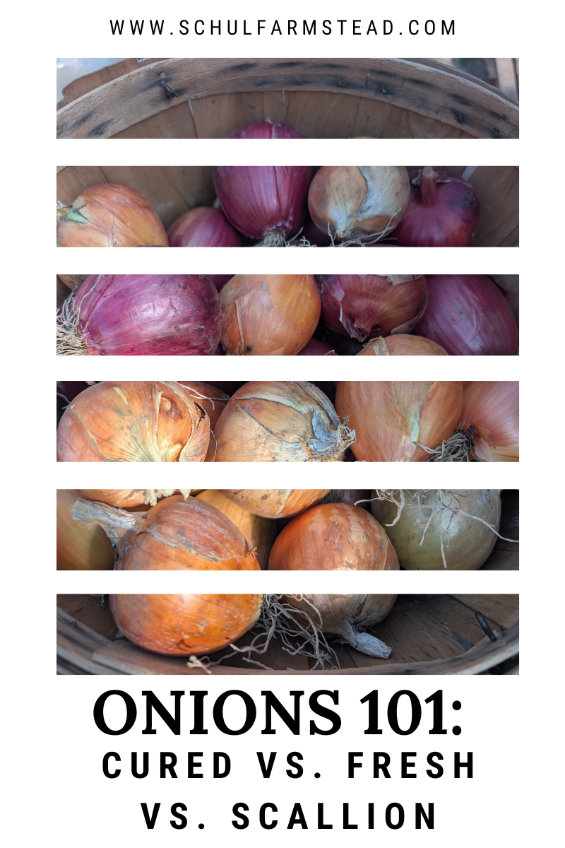 Onions 101: Cured vs. Fresh vs.&nbsp;Scallion