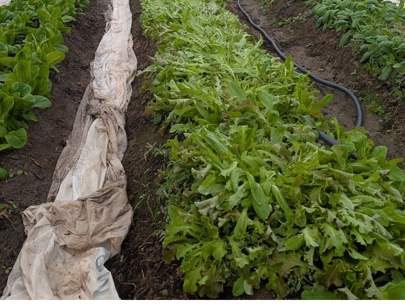 6 New Things that Happened on the Farm in&nbsp;2025